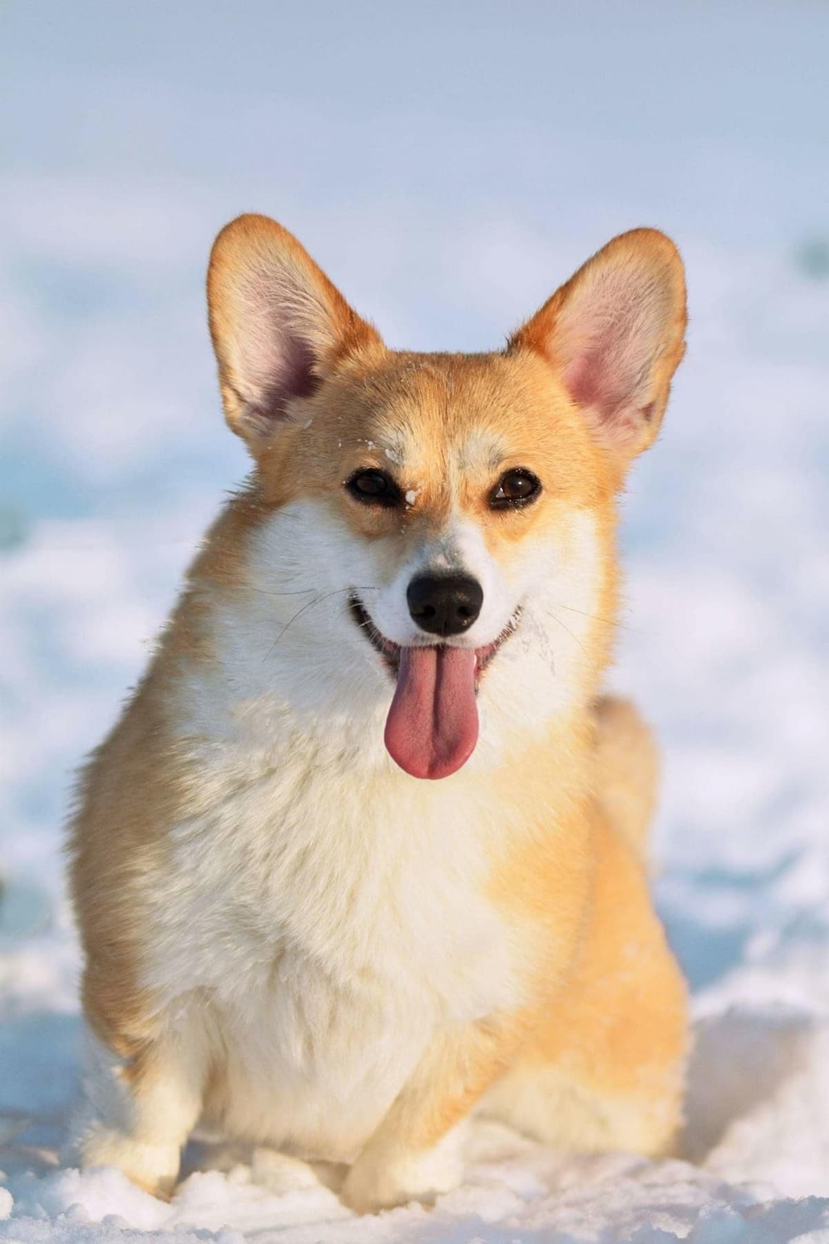Pembroke Welsh Corgi Puppies breeder image 13