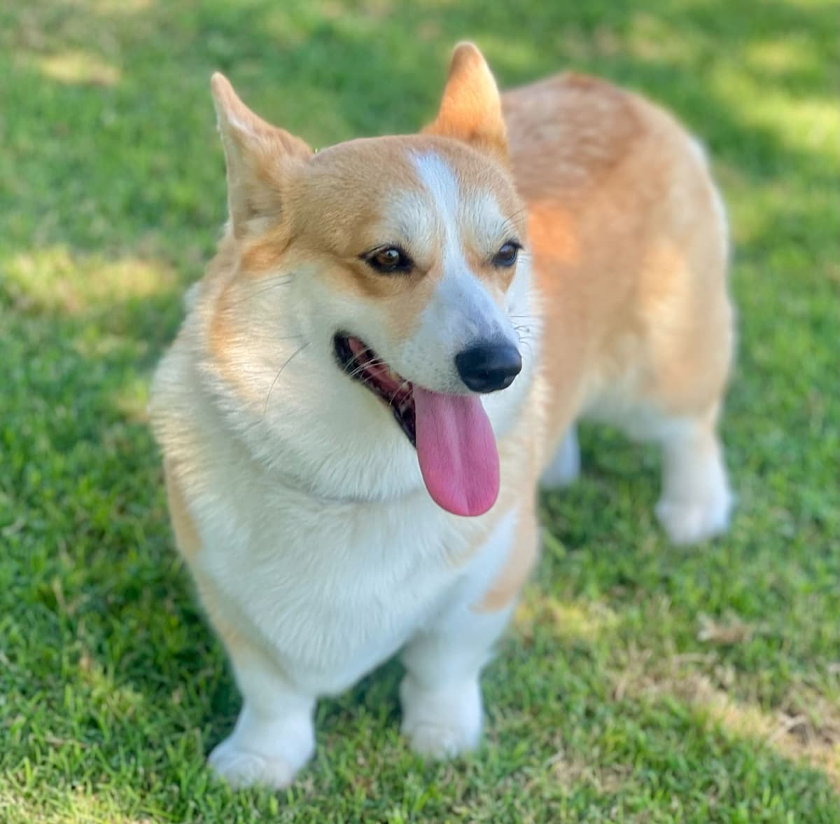Pembroke Welsh Corgi Puppies breeder image 14