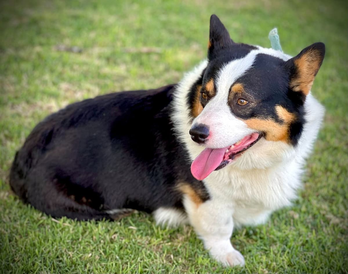 Pembroke Welsh Corgi Puppies breeder image 16