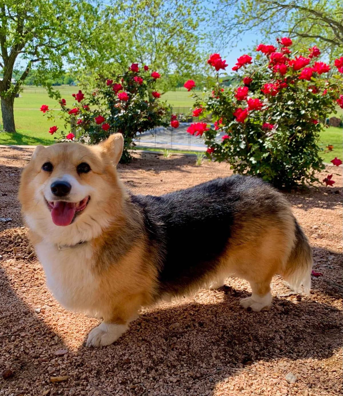 Pembroke Welsh Corgi Puppies breeder image 17