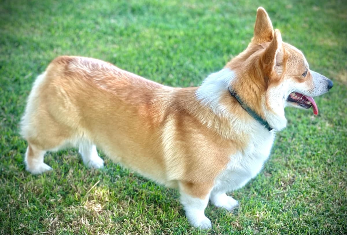 Pembroke Welsh Corgi Puppies breeder image 18