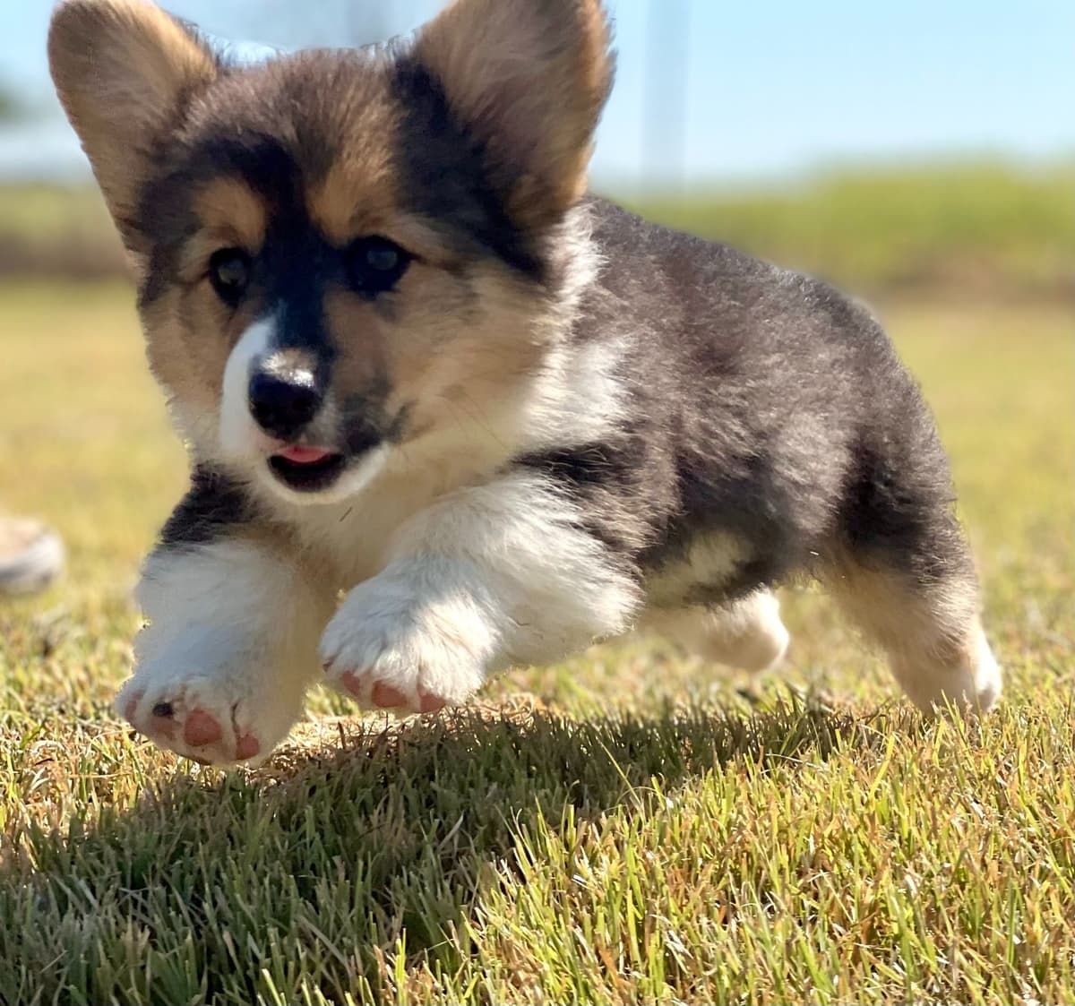Pembroke Welsh Corgi Puppies breeder image 20