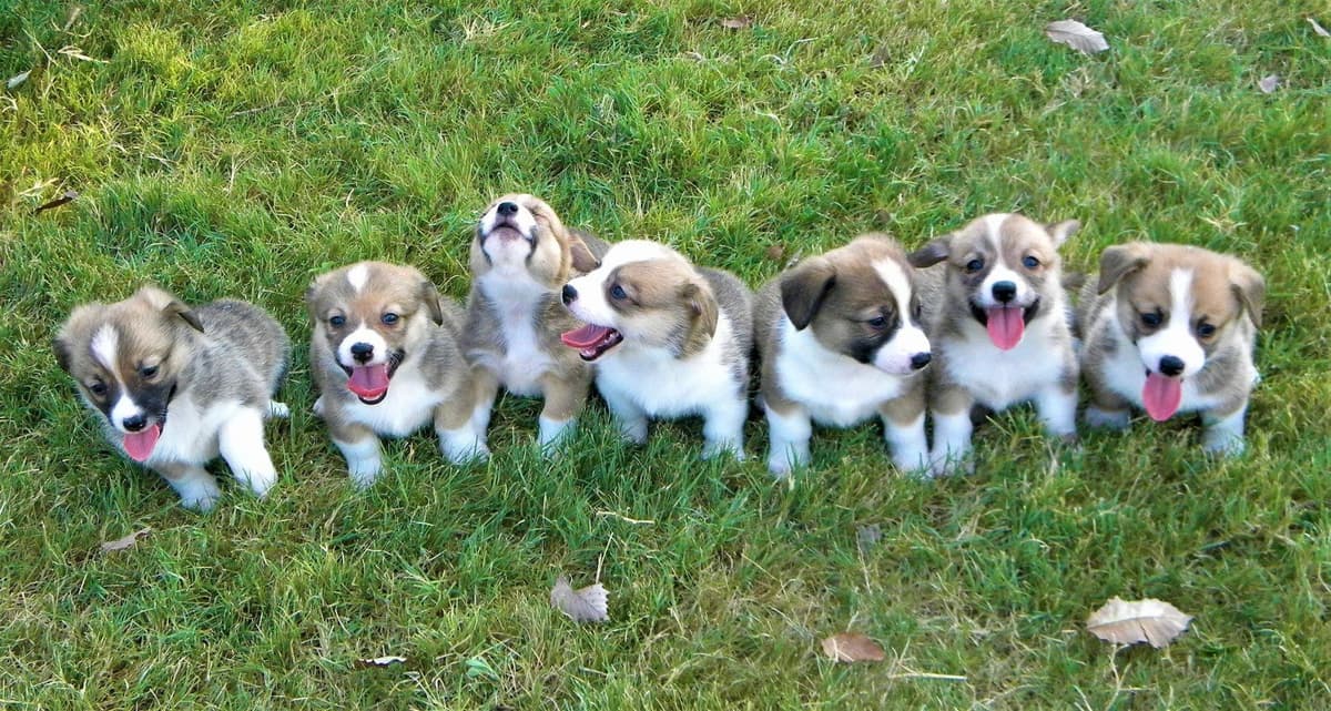 Pembroke Welsh Corgi Puppies breeder image 21