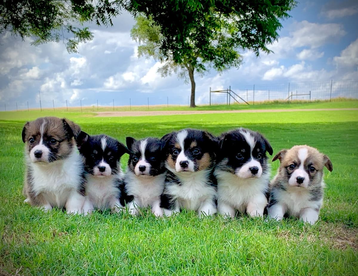Pembroke Welsh Corgi Puppies breeder image 25