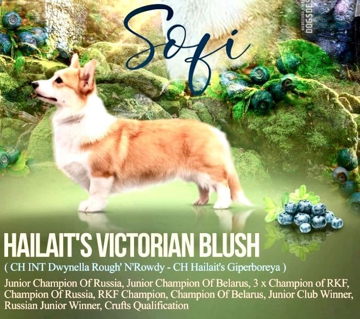 Pembroke Welsh Corgi Puppies breeder image 26