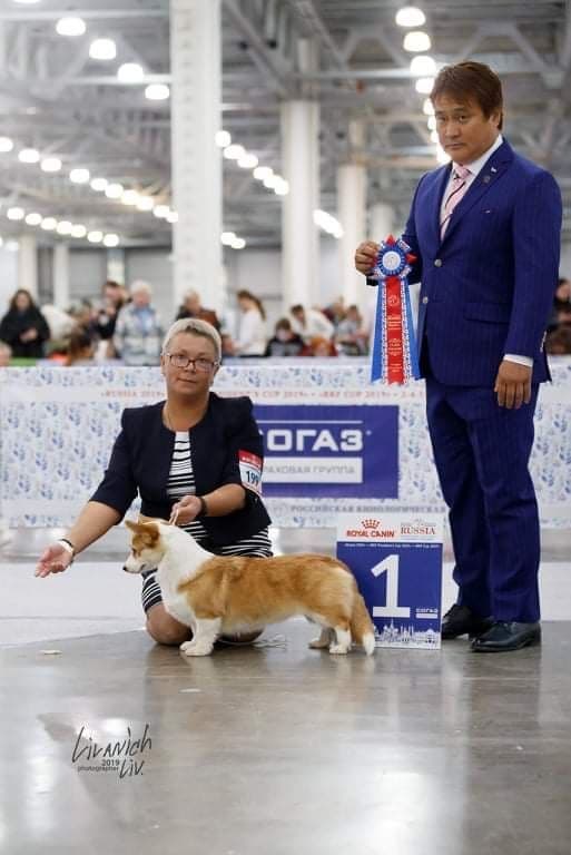 Pembroke Welsh Corgi Puppies breeder image 28