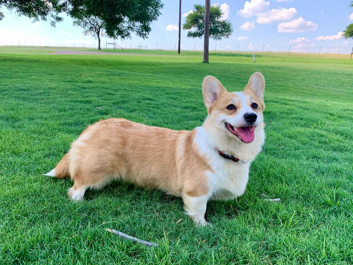 Pembroke Welsh Corgi Puppies breeder image 29