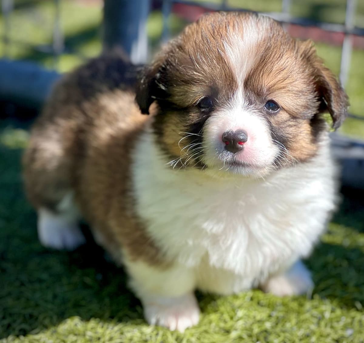 Pembroke Welsh Corgi Puppies breeder image 30