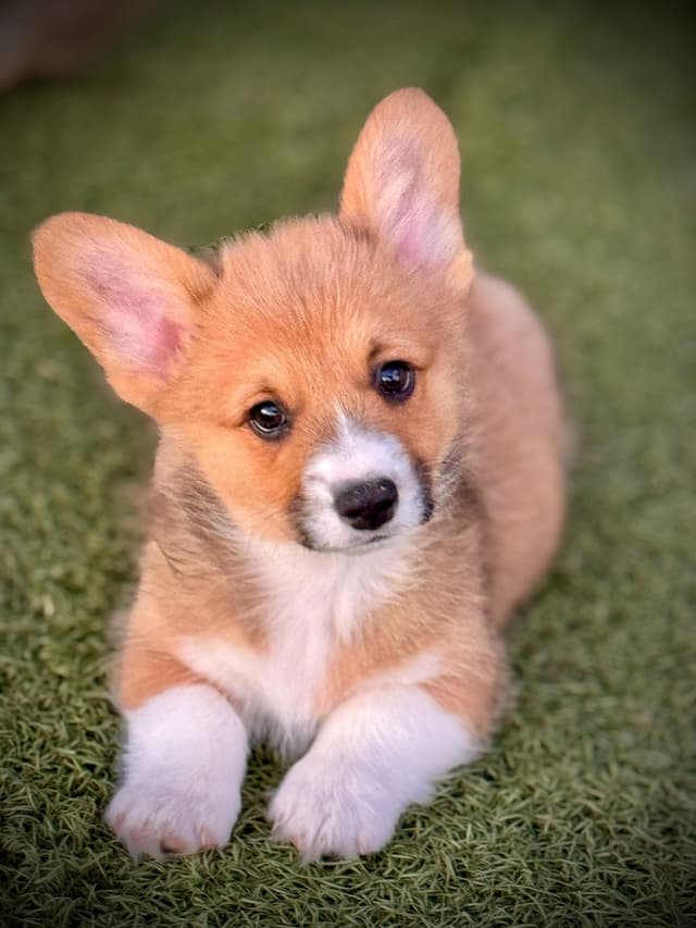 Pembroke Welsh Corgi Puppies media 3