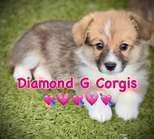 Pembroke Welsh Corgi Puppies media 6