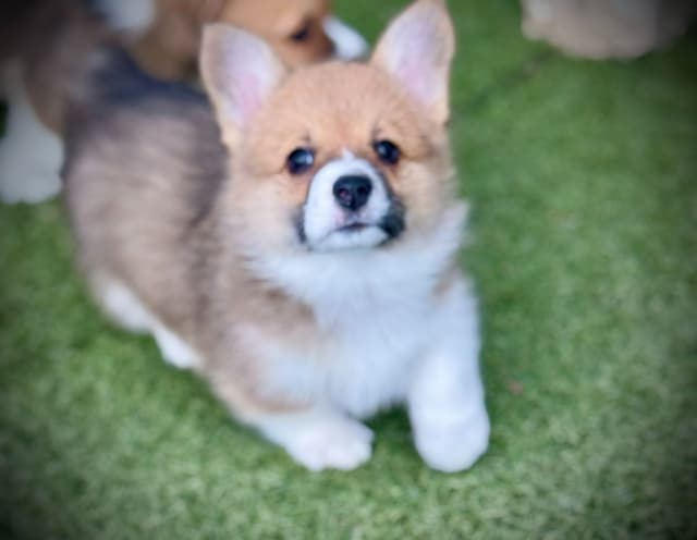 Pembroke Welsh Corgi Puppies media 8