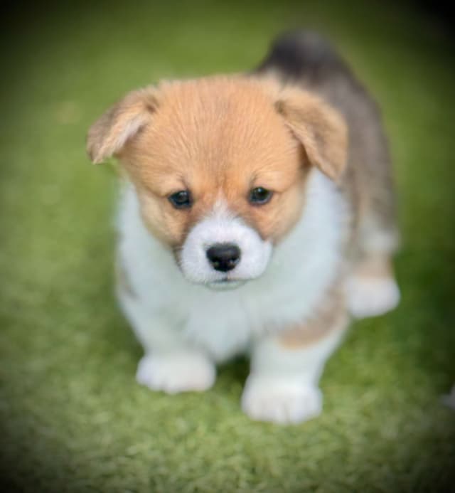 Pembroke Welsh Corgi Puppies media 9