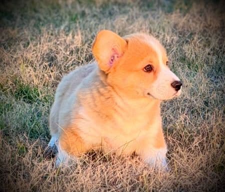 Pembroke Welsh Corgi Puppies media 11