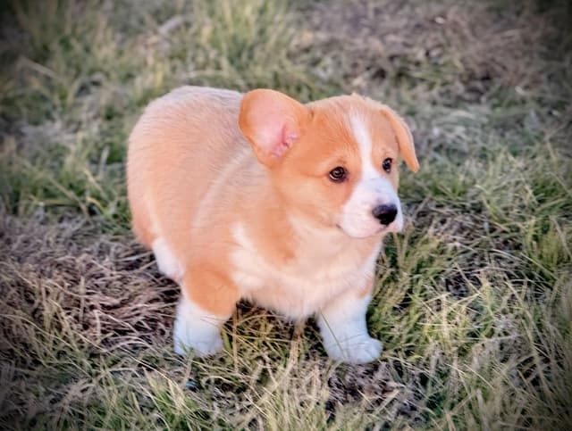Pembroke Welsh Corgi Puppies media 12