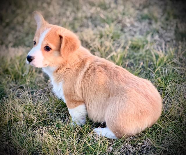 Pembroke Welsh Corgi Puppies media 2