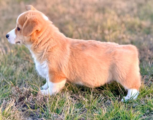 Pembroke Welsh Corgi Puppies media 5
