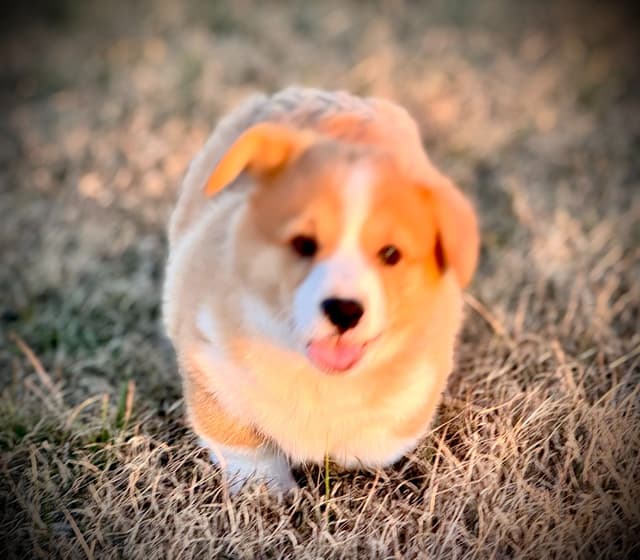 Pembroke Welsh Corgi Puppies media 7