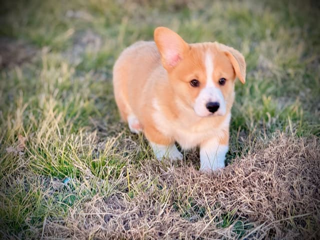 Pembroke Welsh Corgi Puppies media 8