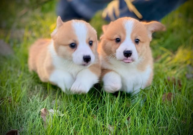 Pembroke Welsh Corgi Puppies media 9