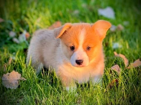 Pembroke Welsh Corgi Puppies media 10