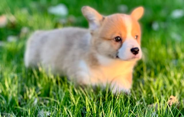 Pembroke Welsh Corgi Puppies media 11