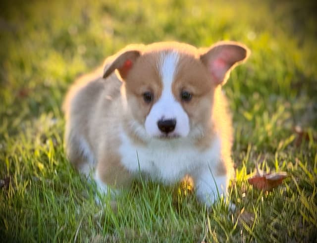 Pembroke Welsh Corgi Puppies media 12
