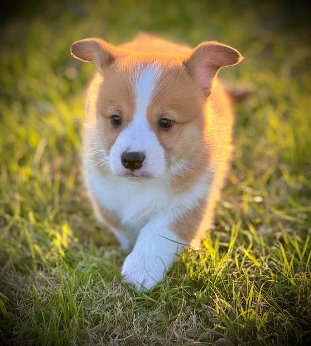 Pembroke Welsh Corgi Puppies media 13