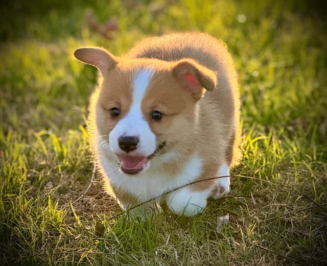 Pembroke Welsh Corgi Puppies media 14