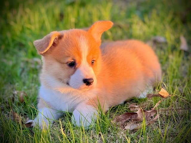 Pembroke Welsh Corgi Puppies media 15