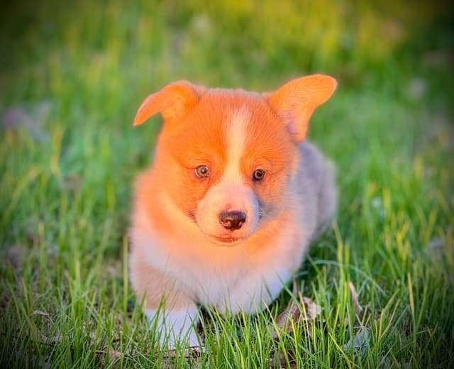Pembroke Welsh Corgi Puppies media 16