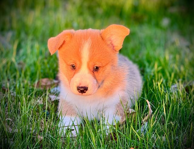 Pembroke Welsh Corgi Puppies media 17