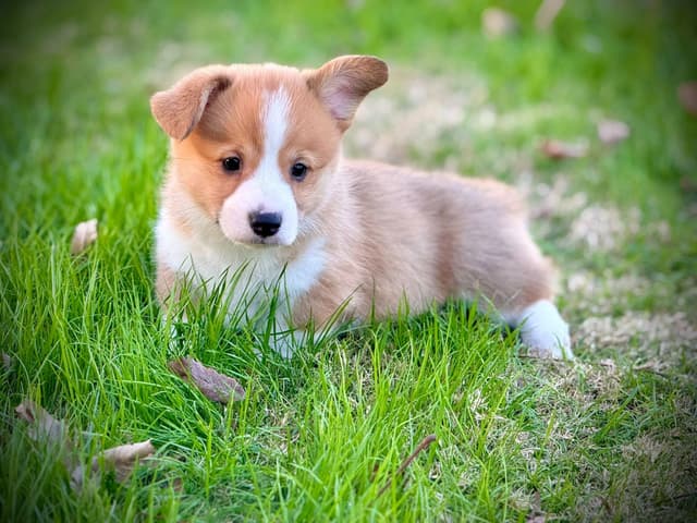 Pembroke Welsh Corgi Puppies media 18