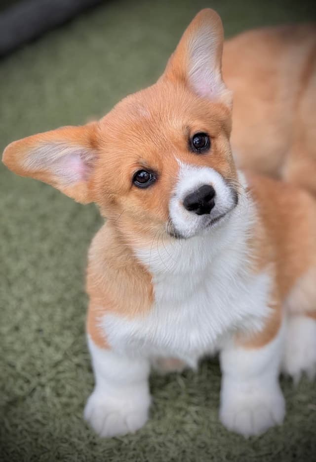 Pembroke Welsh Corgi Puppies media 13