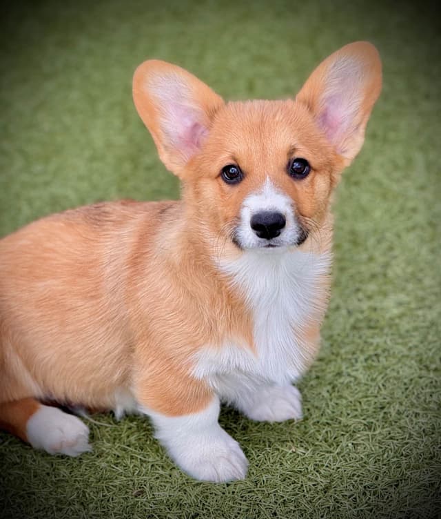 Pembroke Welsh Corgi Puppies media 14