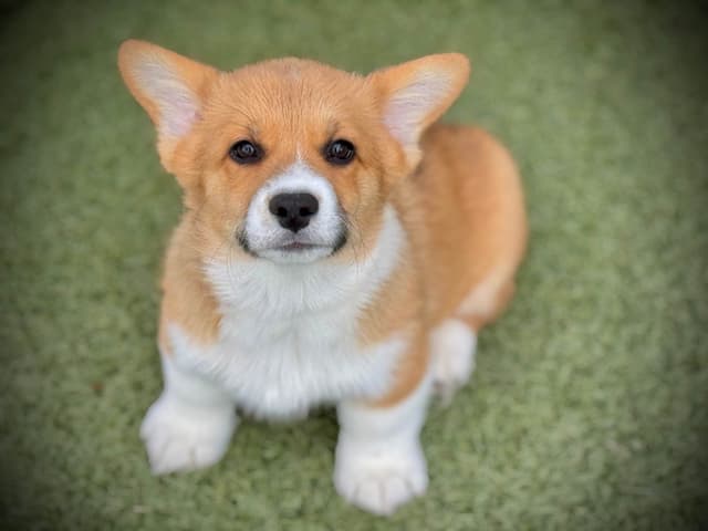 Pembroke Welsh Corgi Puppies media 15