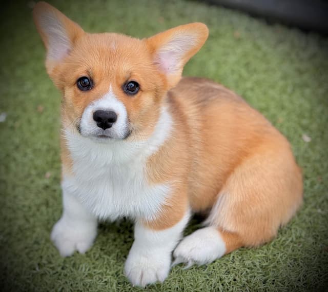 Pembroke Welsh Corgi Puppies media 16