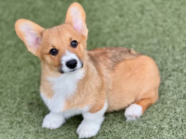 Pembroke Welsh Corgi Puppies media 18