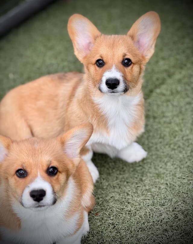 Pembroke Welsh Corgi Puppies media 19