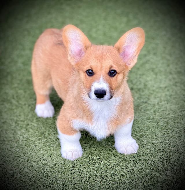 Pembroke Welsh Corgi Puppies media 20