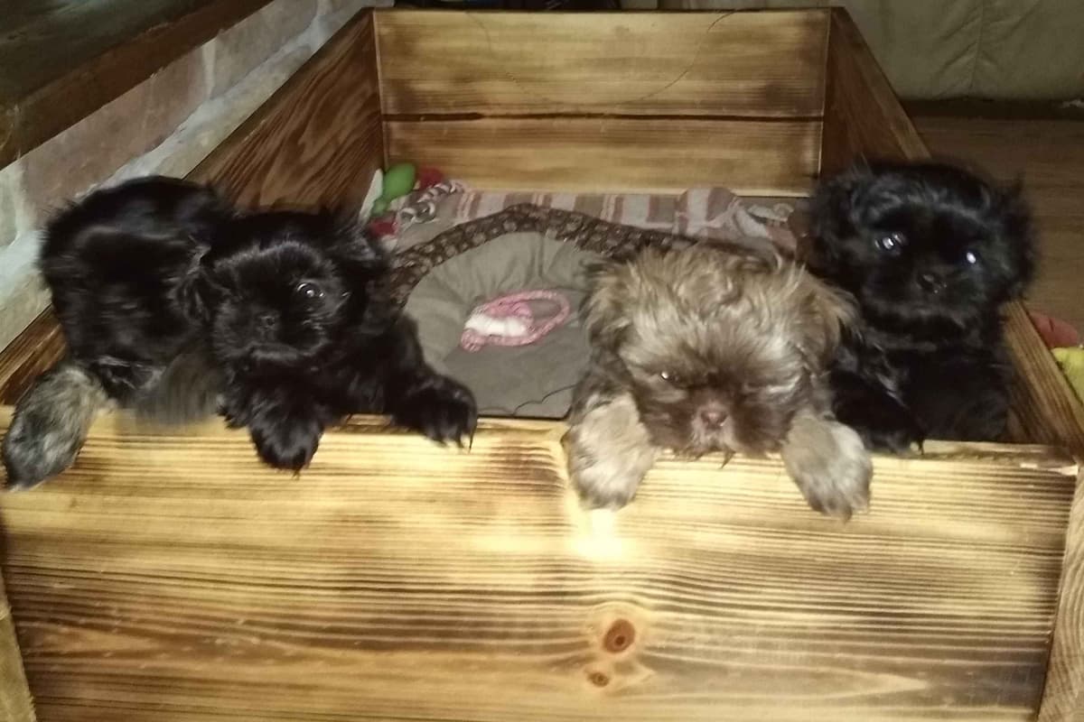 Shih Tzu Puppies breeder image 3