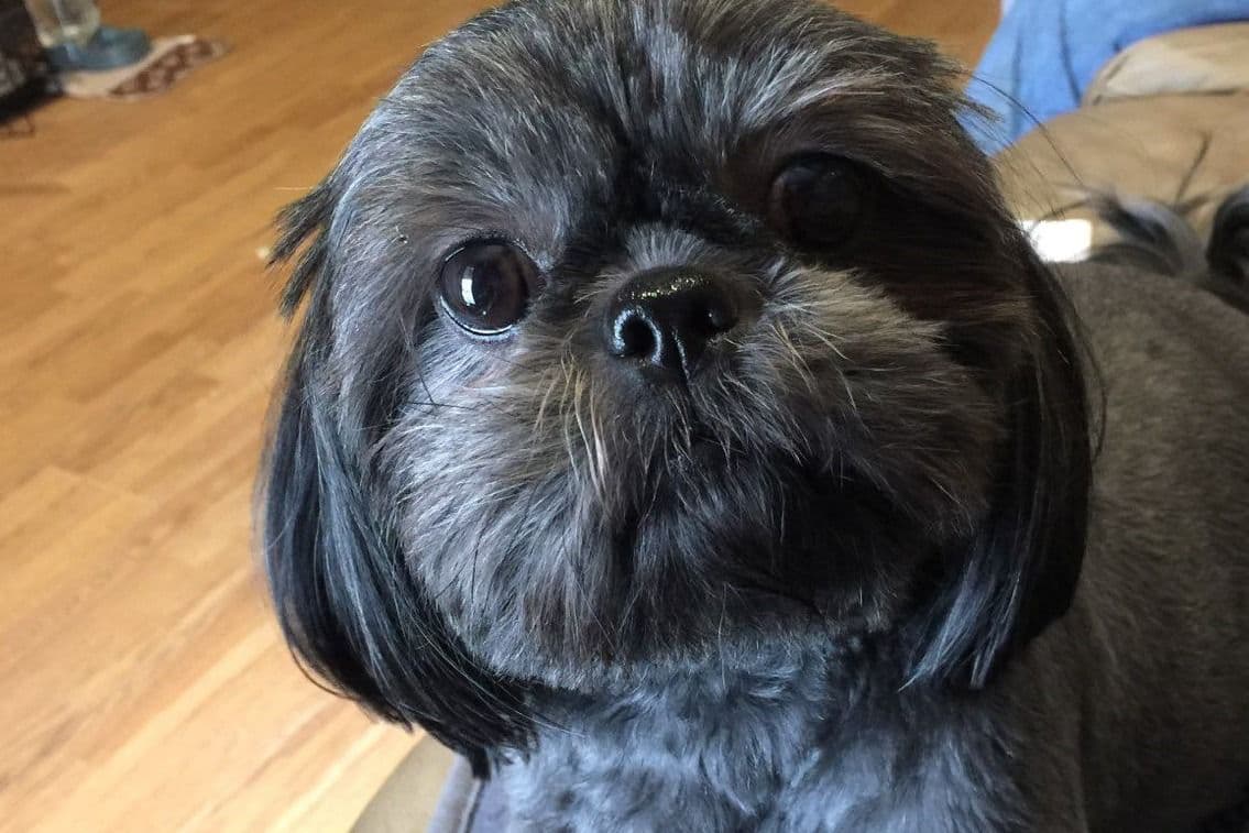 Shih Tzu Puppies breeder image 8