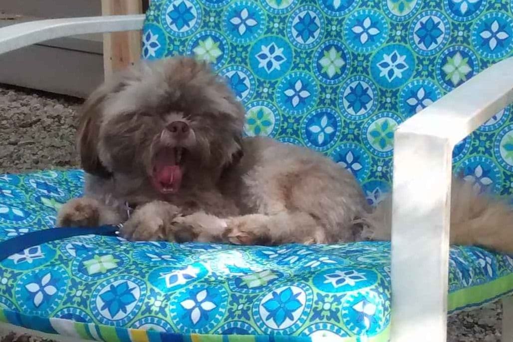 Shih Tzu Puppies breeder image 6