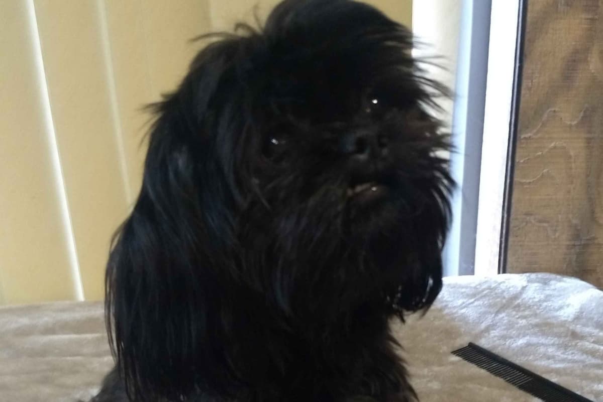 Shih Tzu Puppies breeder image 9
