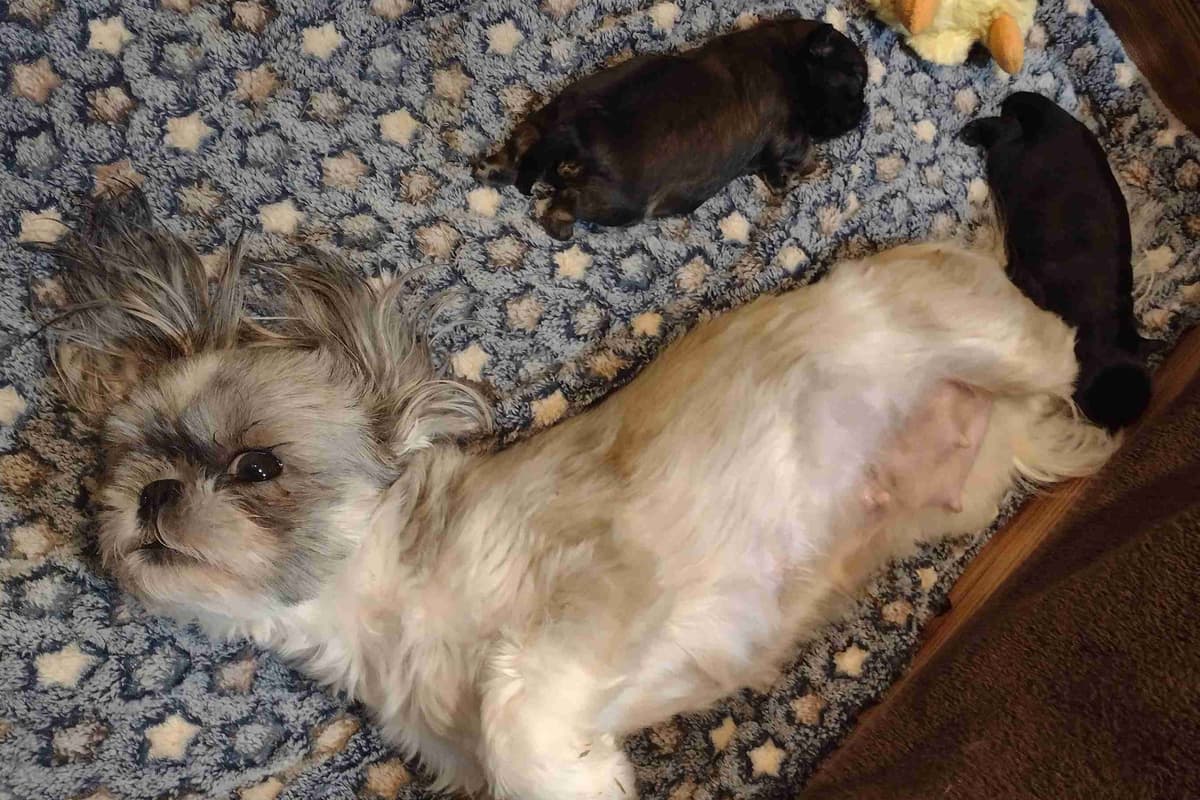 Shih Tzu Puppies breeder image 4