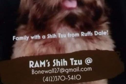 Shih Tzu Puppies breeder image 2