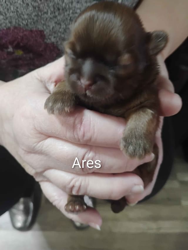 Shih Tzu Puppies media 2