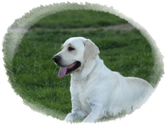 White Labrador Retriever Male breeder image 1