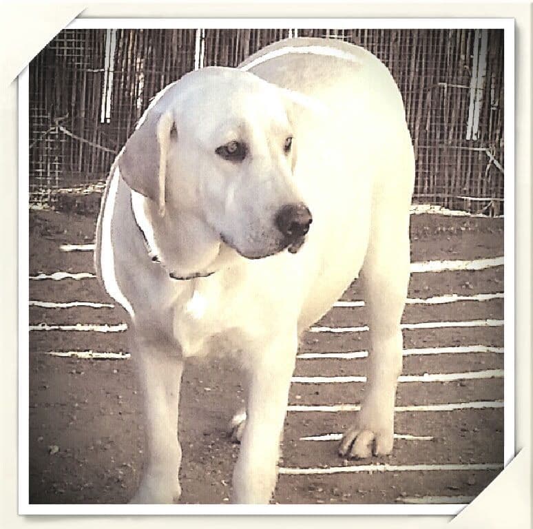 White Labrador Retriever Male breeder image 3