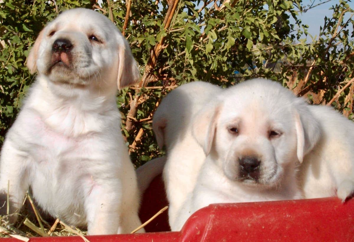 White Labrador Retriever Male breeder image 4