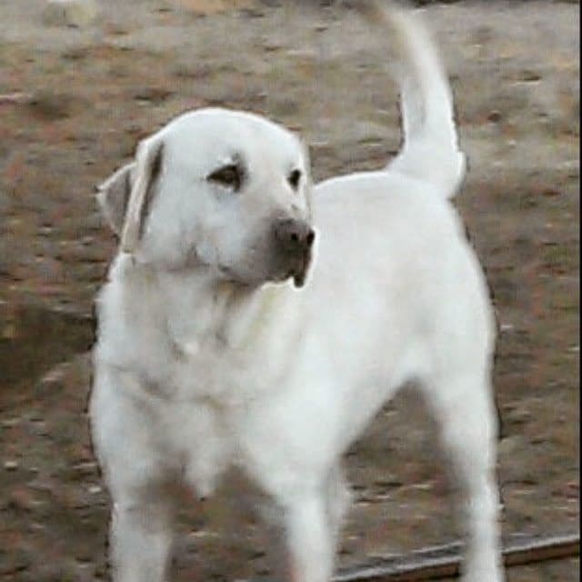 White Labrador Retriever Male breeder image 5